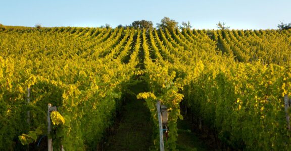 Wine Tours de Luxe & Chauffeur Privé à Bordeaux